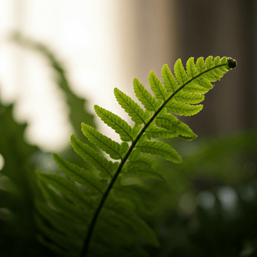 Boston Fern frond being analyzed